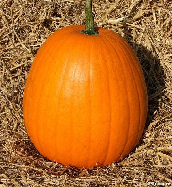 Halloweengræskar 'Jack O'Lantern', Økologisk