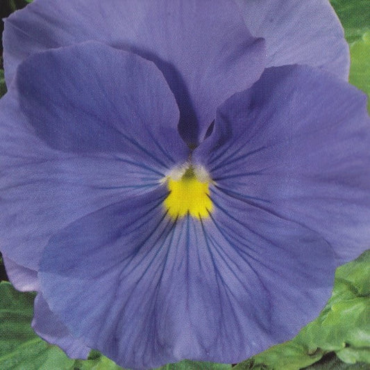 Viola wittrockiana 'Clear Crystals Light Blue', Stedmoder