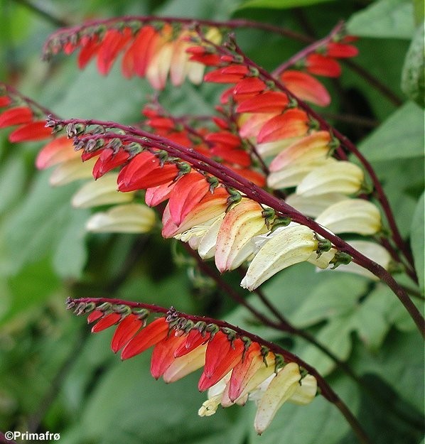 Ipomoea lobata, Spansk flag
