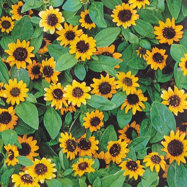 Sanvitalia procumbens 'Orange', Solknap