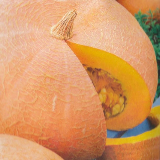 Vintersquash 'Quintale seme Giallo', Økologisk