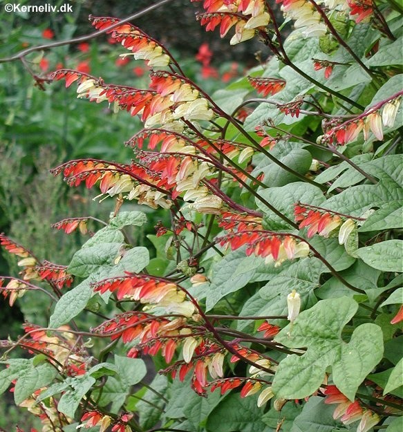 Ipomoea lobata, Spansk flag