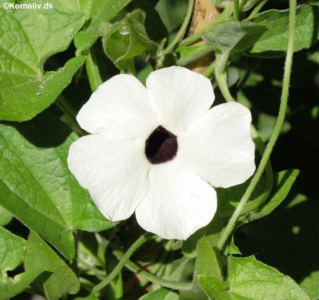 Thunbergia alata 'Alba', Susanne med det sorte øje