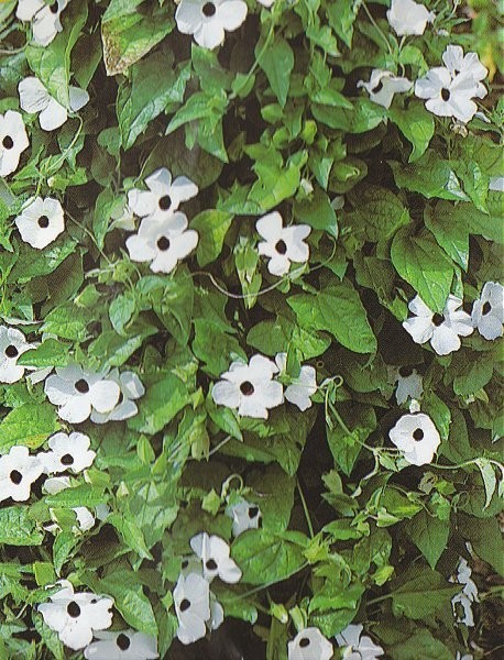 Thunbergia alata 'Alba', Susanne med det sorte øje