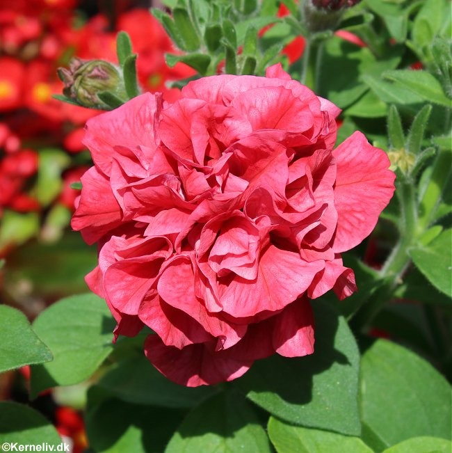 Petunia multiflora 'Duo Salmon F1'