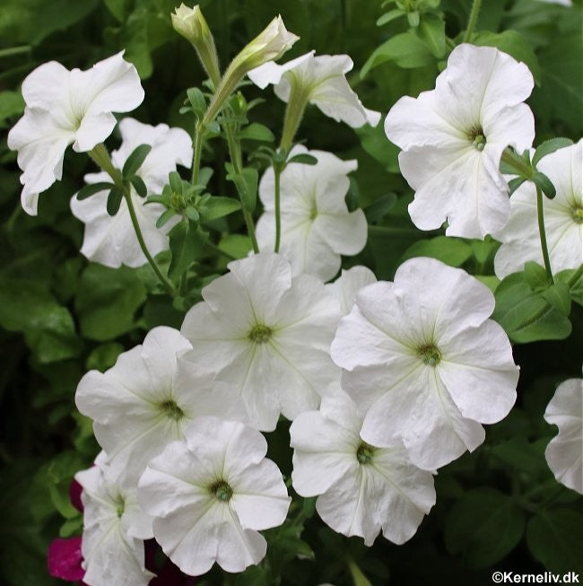 Petunia x hybrida pendula 'White', Hængepetunia