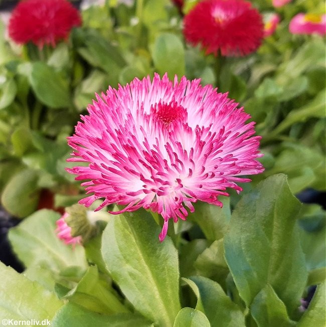 Bellis perennis 'Radar Red', Bellis