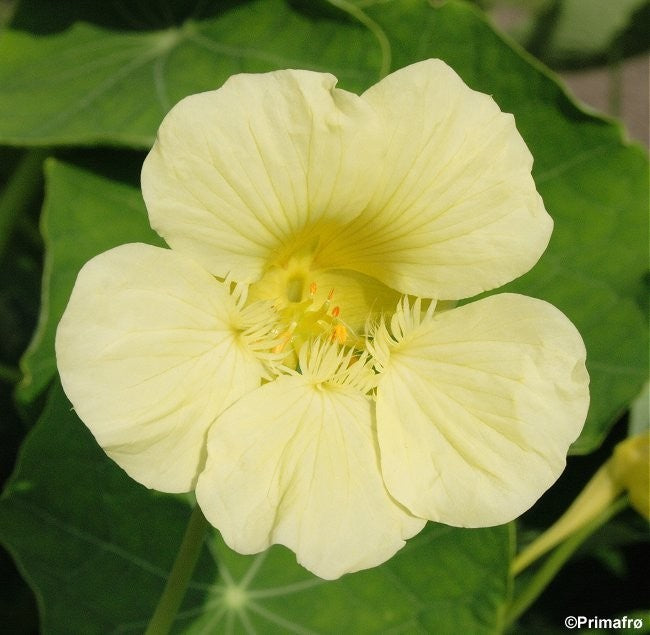 Tropaeolum majus 'Milkmaid', Slyngende blomsterkarse