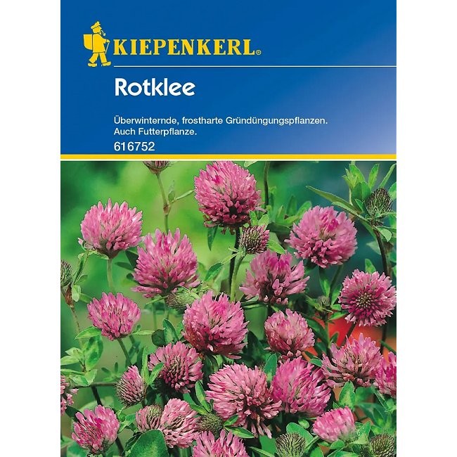 Trifolium pratense, Rødkløver