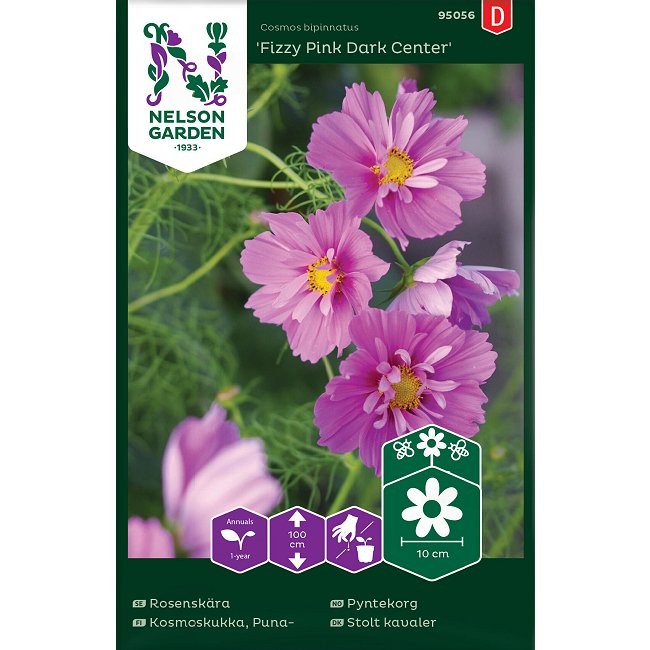 Cosmos bipinnatus 'Fizzy pink', Stolte kavelerer
