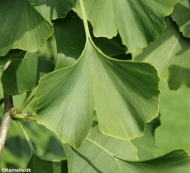 Ginkgo biloba, Tempeltræ