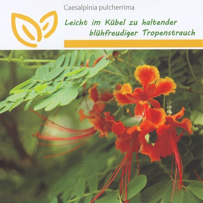 Caesalpinia pulcherrima, Påfuglehale