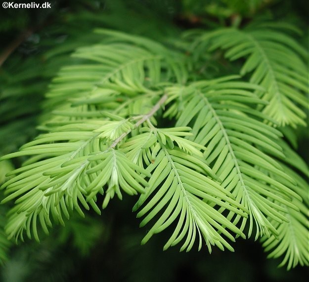 Metasequoia glyptostroboides, Vandgran