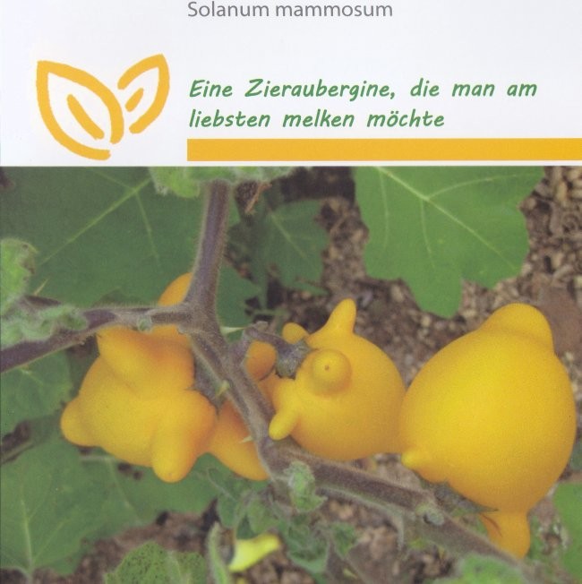 Solanum mammosum