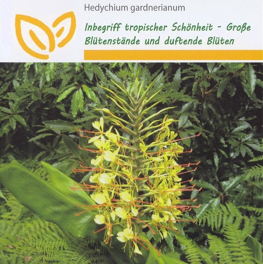 Hedychium gardnerianum, Fakkelplante