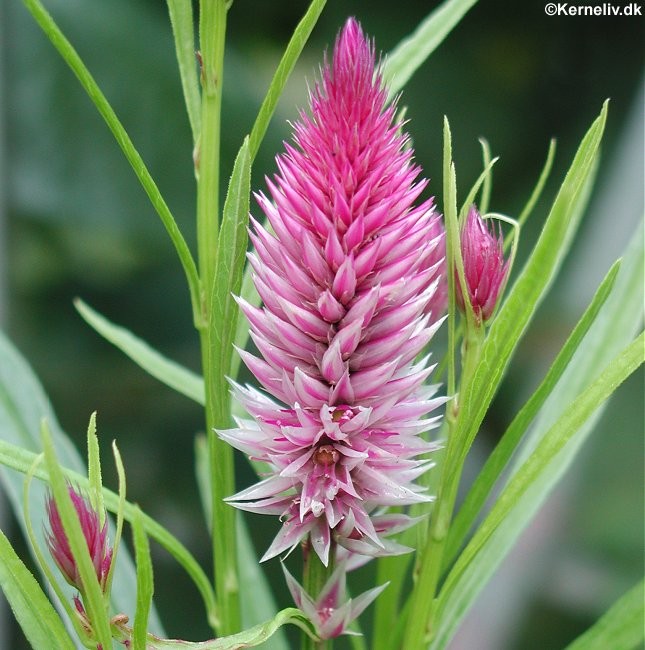 Celosia spicata 'Flamingo Feather', Fjerdusk