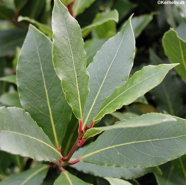 Laurus nobilis, Ægte laurbær