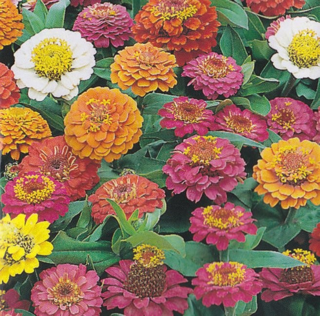 Zinnia elegans 'Thumbelina', Frøkenhat