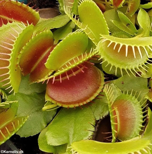 Dionaea muscipula, Venus-Fluefanger