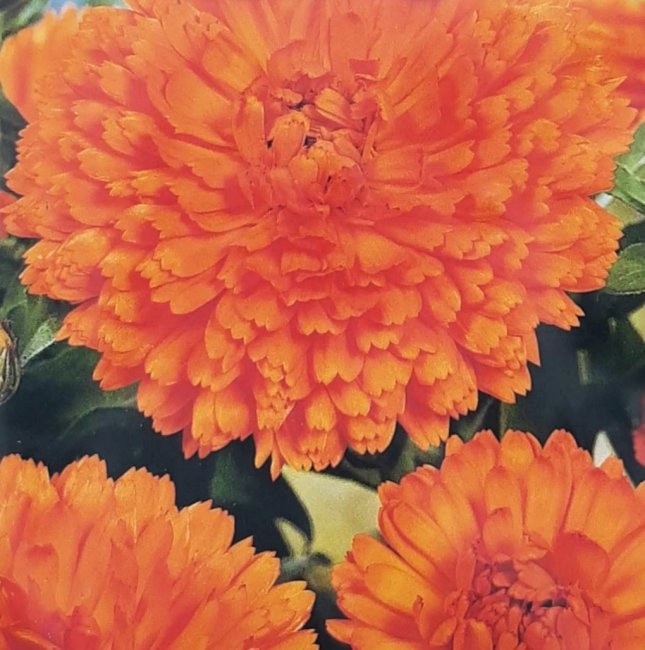 Calendula officinalis 'Orange Gitana', Morgenfrue