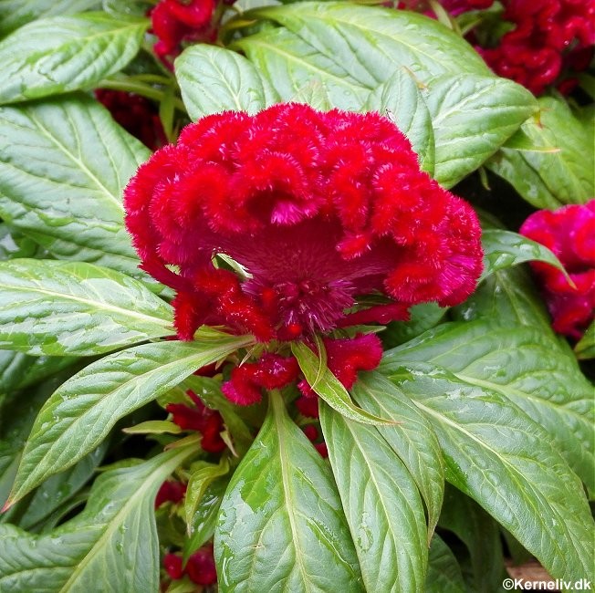 Celosia cristata 'Cresta Di Gallo Misc.', Hanekam