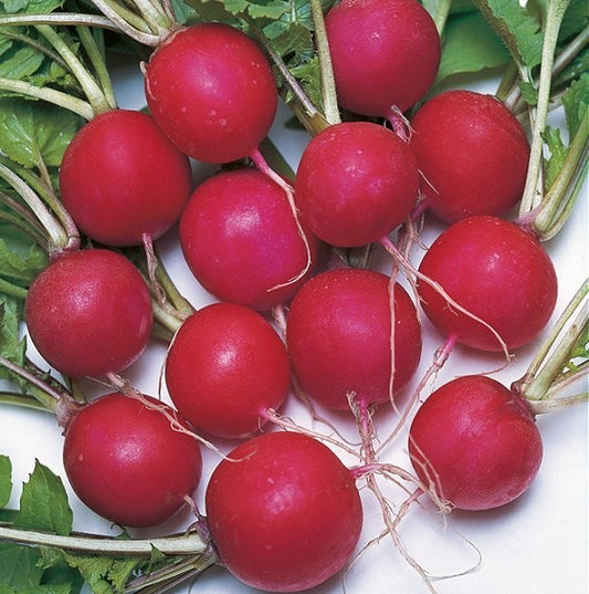 Radis 'Saxa 2', Økologisk