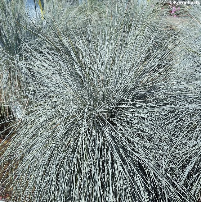 Festuca glauca, Bjørnegræs