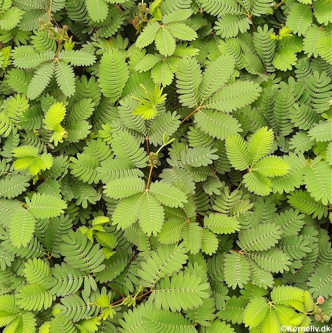 Mimosa pudica, Ægte mimose