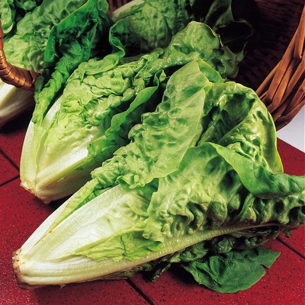 Romaine salat 'Parris Island', Økologisk