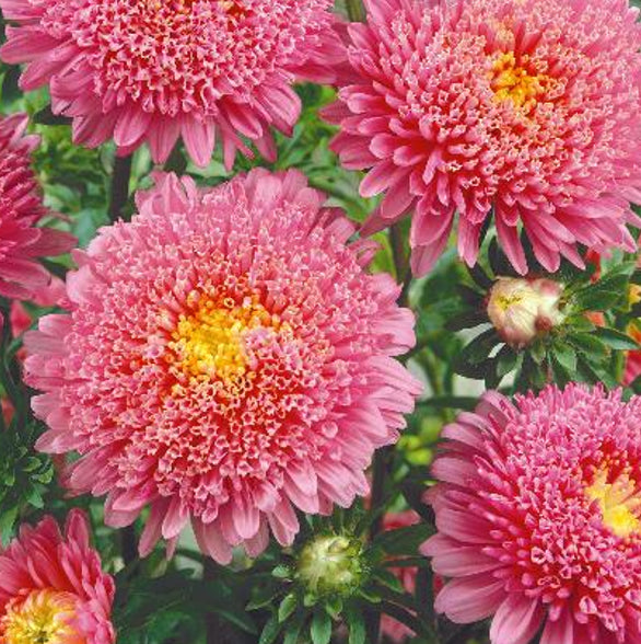 Callistephus chinensis 'Princess pink', Sommerasters