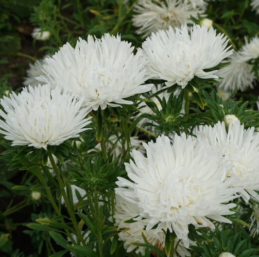 Callistephus chinensis 'Unicum white', Sommerasters