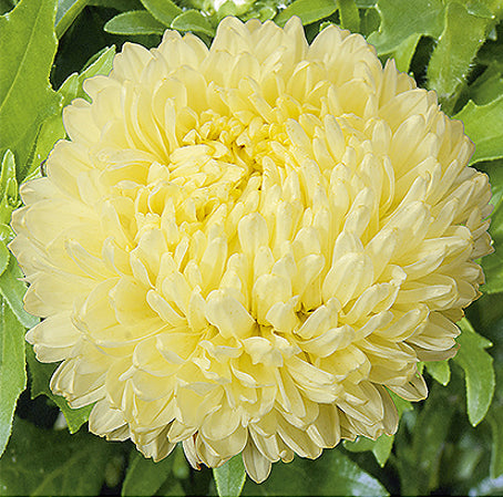 Callistephus chinensis 'Paeony Yellow', Sommerasters