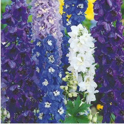 Delphinium cultorum 'Pacific', Ridderspore