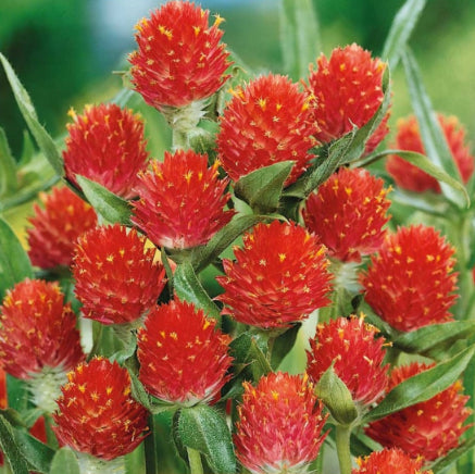 Gomphrena haageana 'Strawberry Fields', Kugleamarant