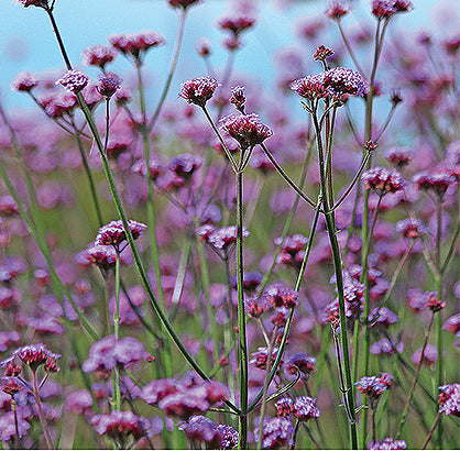 Verbena bonariensis 'Vanity', Kæmpeverbena