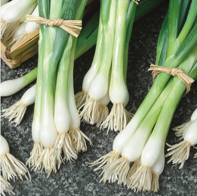 Forårsløg 'Bajkal'