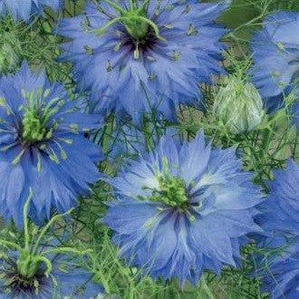 Jomfru i det grønne - 'Miss Jekyll'