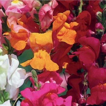 Antirrhinum majus 'Joy', Løvemund