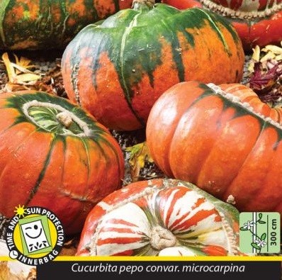 Cucurbita pepo 'Mini Red Turban', Pyntegræskar