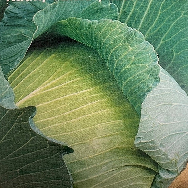 Hvidkål, vinter 'Golden Acre'