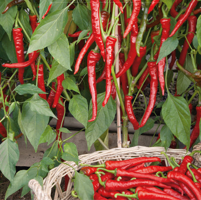 Chilipeber 'Poseidon'