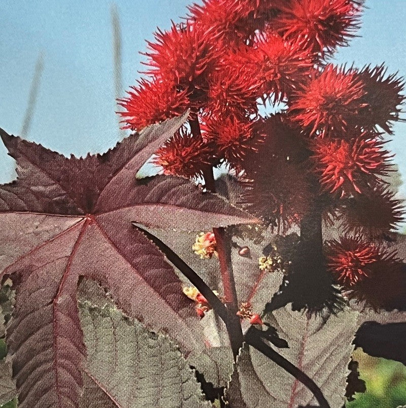 Ricinus communis, Olieplante