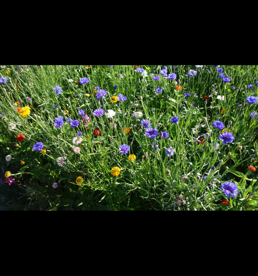 Økologisk blomsterfrøblanding sommerfugl