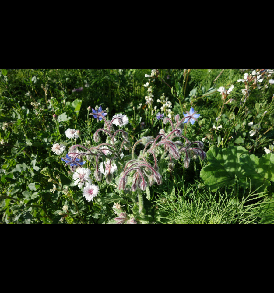 Økologisk blomsterfrøblanding sommerfugl
