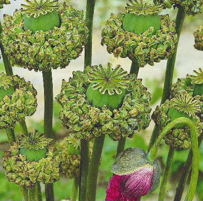 Papaver somniferum 'Hen and chickens', Opiumvalmue