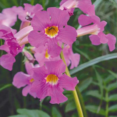 Incarvillea delavayi, Have-gloxinia