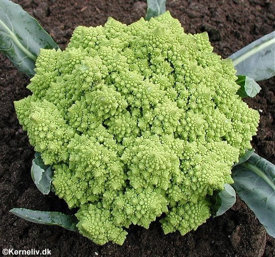 Blomkål 'Romanesco Natalino'