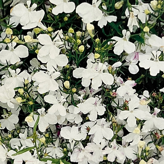 Lobelia erinus 'White cascade', Kantlobelie