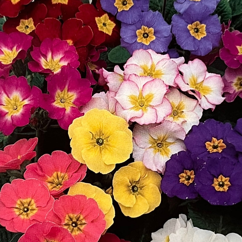 Primula - 'Colossea' - Staude primula