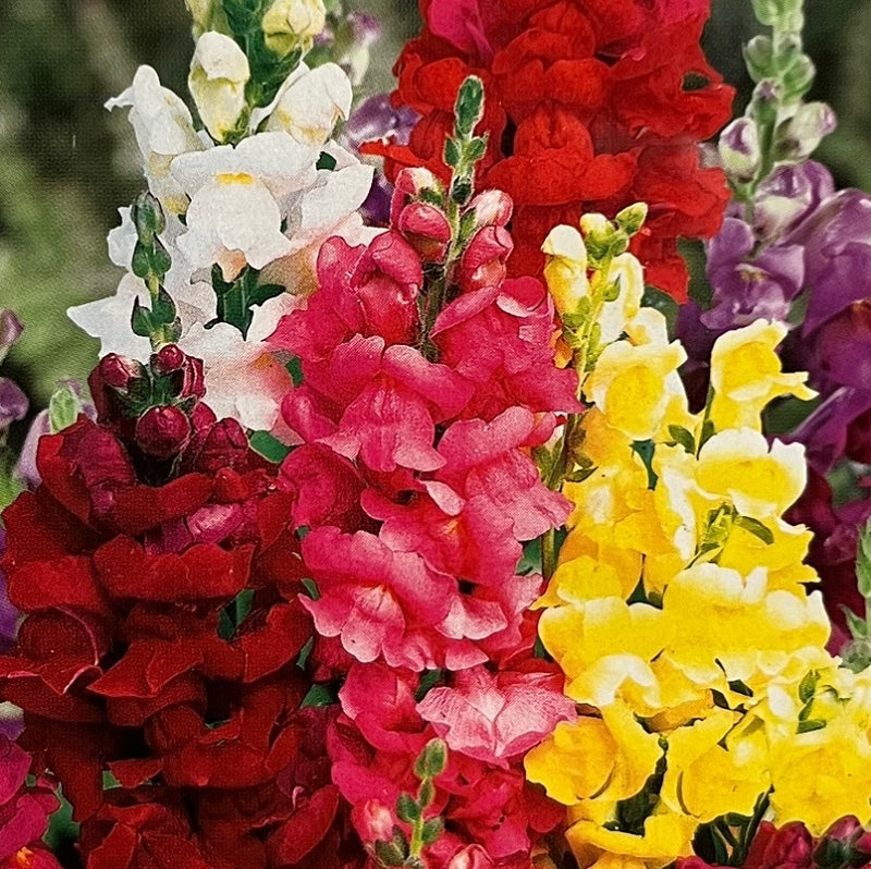 Antirrhinum majus 'Rainbow', Høj løvemund